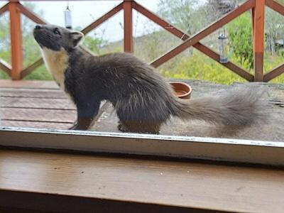 Camus Na Harry Villa Shieldaig  Bagian luar foto